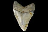 Fossil Megalodon Tooth - North Carolina #129964-1